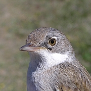 Törnsångare, Sundre 20110603